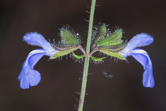 Salvia heterotricha