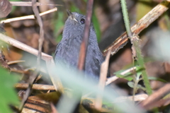 Scytalopus speluncae