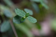 Euphorbia macropus