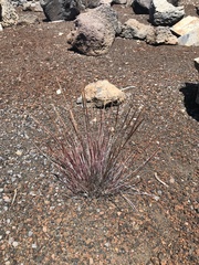 Agrostis sandwicensis