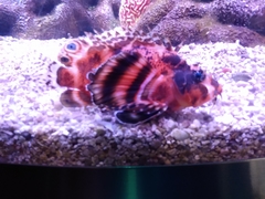 Dendrochirus biocellatus