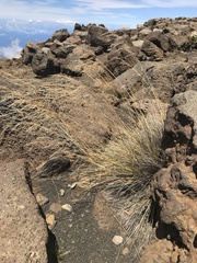 Deschampsia nubigena
