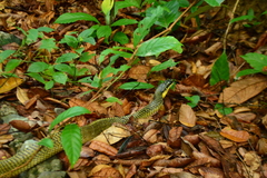 Phrynonax poecilonotus