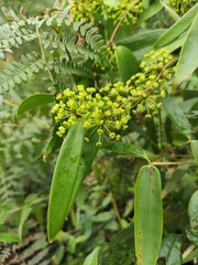 Smilax glabra