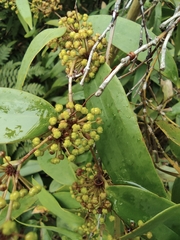 Smilax glabra