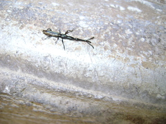 Brentus anchorago