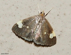 Evergestis unimacula