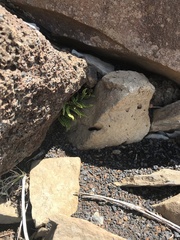 Asplenium trichomanes densum