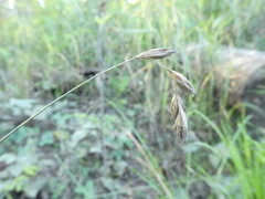 Carex praticola
