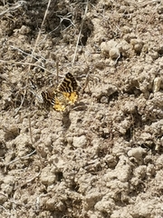 Notoreas simplex