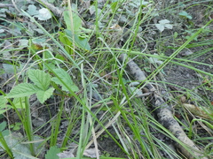Carex praticola