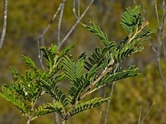 Constable's wattle (Acacia constablei)