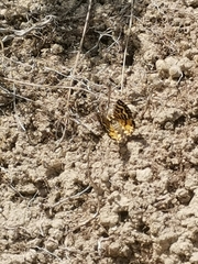 Notoreas simplex