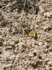 Notoreas simplex