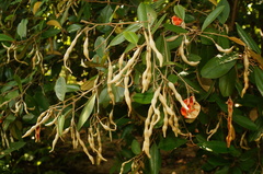Capparaceae