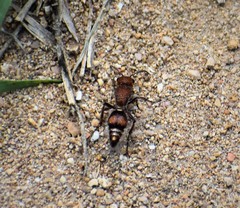 Dasymutilla scaevola