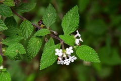 Lantana hispida