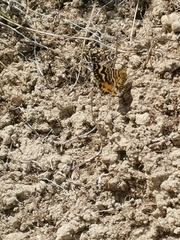 Notoreas simplex
