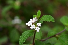 Lantana hispida