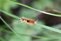 Apatelodidae