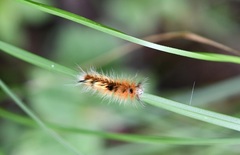 Apatelodidae
