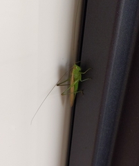 Tettigoniidae