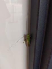 Tettigoniidae