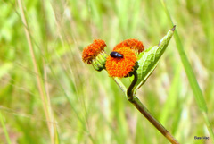 Image of Verbesina ovatifolia