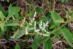 Buddleja crotonoides