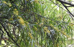 Daviesia arborea