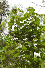 Chiranthodendron pentadactylon