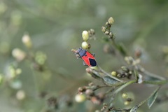 Melanopleurus bicolor
