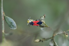 Melanopleurus bicolor