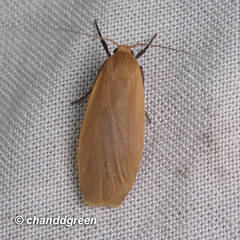 Paralithosia shaowuica