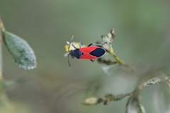 Melanopleurus bicolor