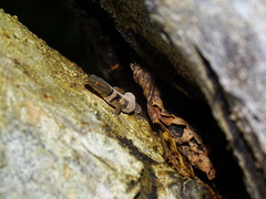 Sphaerodactylus glaucus