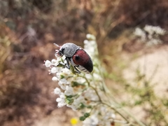 Megalostomis dimidiata