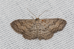 Lobocleta granitaria