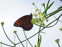 Danaus eresimus montezuma