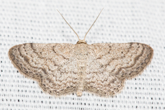 Lobocleta granitaria