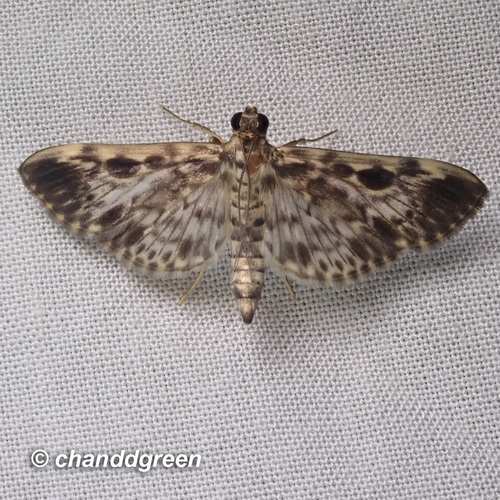 Rhimphaliodes macrostigma Hampson, 1893