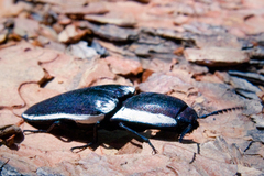 Chalcolepidius apacheanus