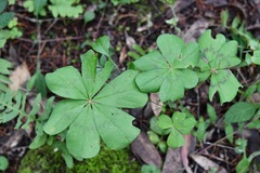 Oxalis nelsonii