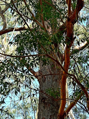 Image of Eucalyptus botryoides by (c) Max Campbell, some rights reserved (CC BY)