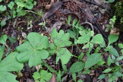 Oxalis nelsonii