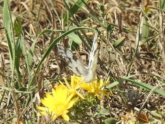 Pontia occidentalis