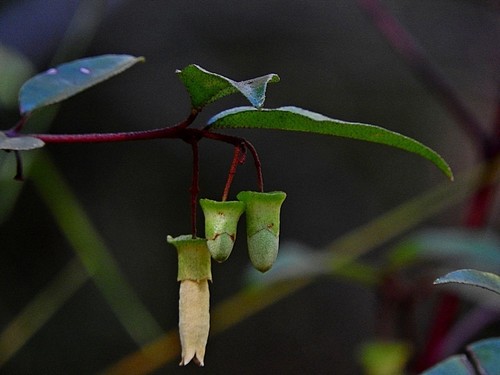 Correa bauerlenii, photograph 6