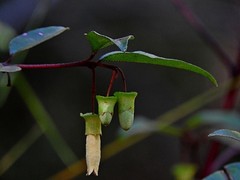 Correa bauerlenii, photograph Max Campbell, CC BY, iNaturalist via GBIF