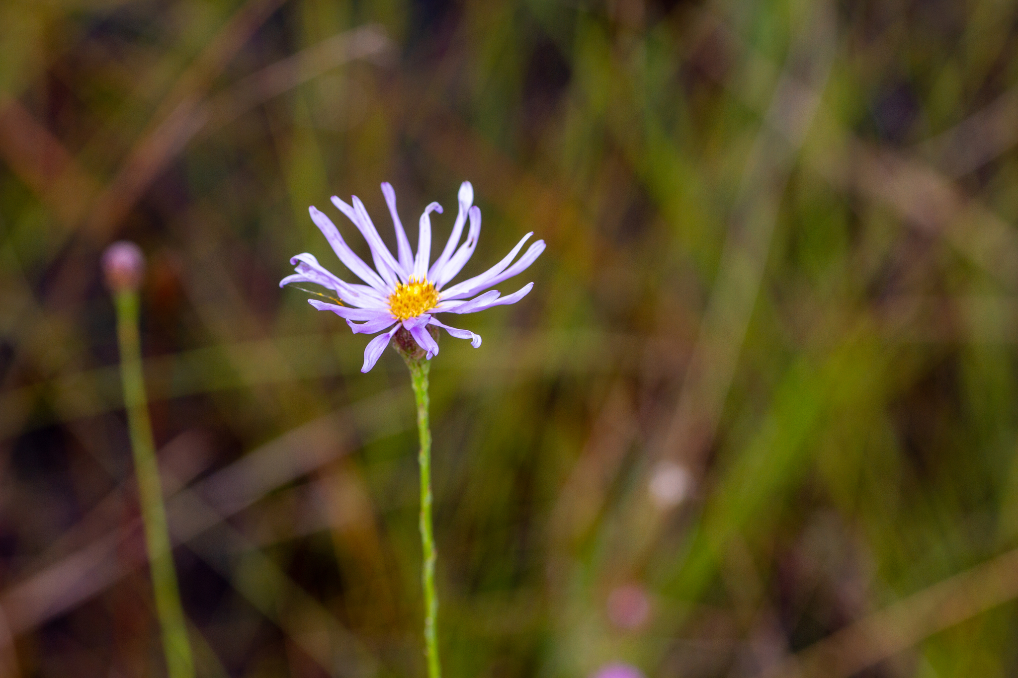 Symphyotrichum chapmanii