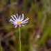 Savannah Aster - Photo (c) danioutside, some rights reserved (CC BY-NC), uploaded by danioutside